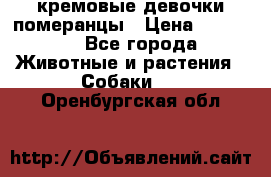 кремовые девочки померанцы › Цена ­ 30 000 - Все города Животные и растения » Собаки   . Оренбургская обл.